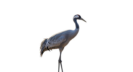 Elegant Crane Standing in Natural Habitat.