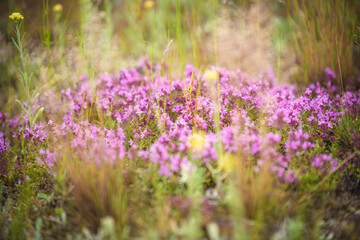 Obraz premium Wild Thyme Flowers in Natural Setting, Belarus