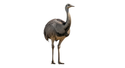 Elegant Ostrich Standing in Profile View.