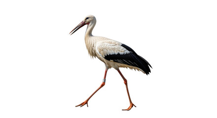 Elegant Stork Standing on One Leg in Natural Habitat.