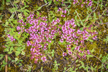 Top View of Wild Thyme Flowers Used in Tea and Herbal Remedies, Belarus