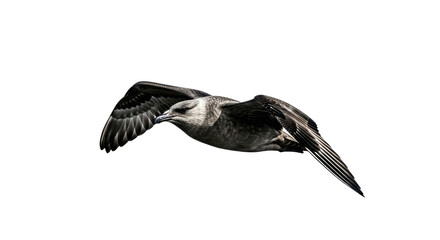 Flying Bird in Flight with Outstretched Wings.