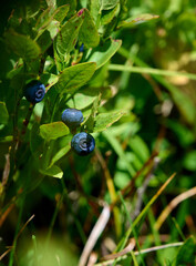 Fresh blueberries in the middle of mountains. Vaccinium myrtillus.