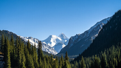 a forest in a beautiful mountain gorge. snow-capped peaks