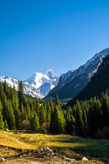 a forest in a beautiful mountain gorge. snow-capped peaks