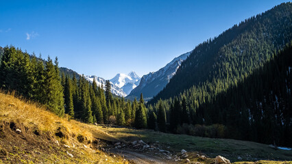 a forest in a beautiful mountain gorge. snow-capped peaks