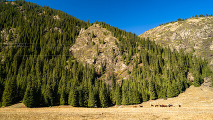 autumn in the mountains. a beautiful mountain gorge