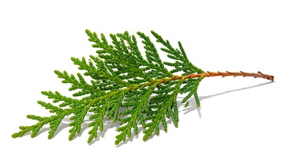 Close-up studio shot of a vibrant green conifer branch on a pure white background, casting a crisp shadow