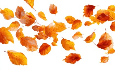 Golden, orange leaves blown by wind, isolated on white background