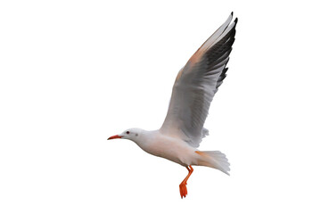 Fototapeta premium Slender-billed Gull flying isolated on transparent background png file 