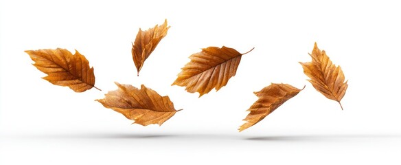Seven brown autumn leaves, mid-air on white, showing detailed veins and texture