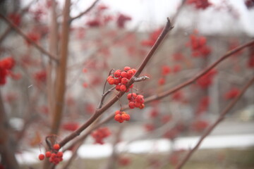 red berries in snow on the street