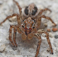 TOO COOL FOR CRAWL He's the most fashionable spider in the world... The cool critter stunned a homeowner in Kelantan, Malaysia