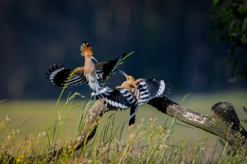 Wiedehopf Balz  © Frank Zerahn