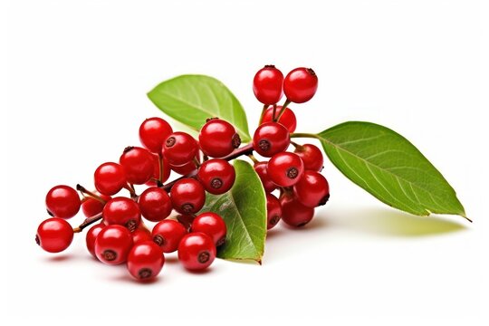 Plant cherry fruit leaf.