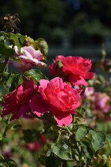 Close-up of roses in a rose garden