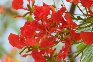 red flower in the garden