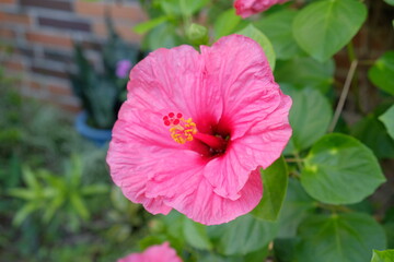 pink hibiscus flower