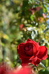 Close-up of roses in a rose garden