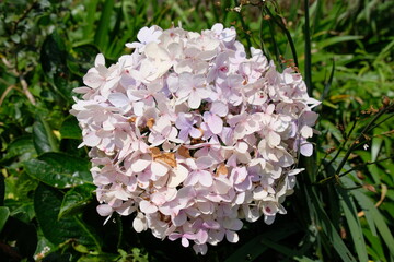 red and white flowers