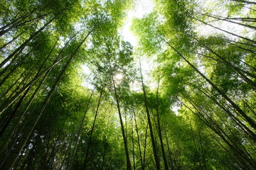 sun rays through the forest