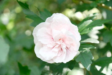 pink rose bush