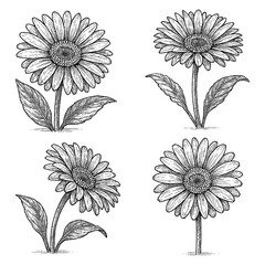 Daisy Flower Set in Vintage Engraving Style, Transparent Background