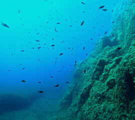 Chromis chromis, damselfishes swimming in mediterreanean sea. Undersea photo from below, in var, france
