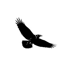 Obraz premium A black silhouette of a raven or crow in flight with wings spread wide against a white background, showcasing its powerful form.
