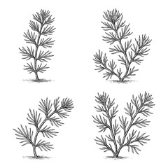 Horsetail plant set in detailed vintage botanical engraving style, Transparent Background