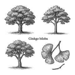 Ginkgo biloba tree and leaf set in detailed vintage botanical engraving style, Transparent Background