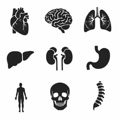 Anatomical icons showcase human body parts, heart, brain, lungs, liver, kidneys, stomach, skeleton and spine, symbolizing health, medicine, and biology for educational or medical visuals