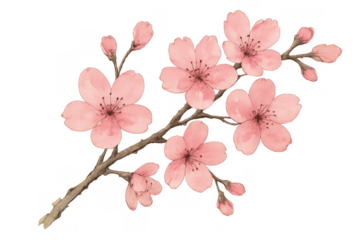 Pink cherry blossom flowers on branch with buds watercolor illustration, japanese sakura in bloom for spring design