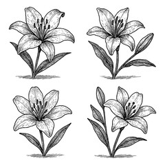 Lily Flower Set in Vintage Botanical Engraving Style, Transparent Background