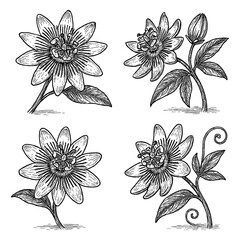 Passionflower Blossoms and Vines in Vintage Botanical Engraving Style, Transparent Background