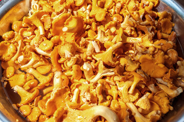 Chanterelle mushrooms. Top view. Selective focus.