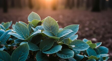 Lush Green Leaves Bathed in Warm Sunlight