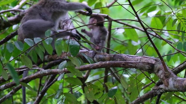 Baby Monkey Looking For Food