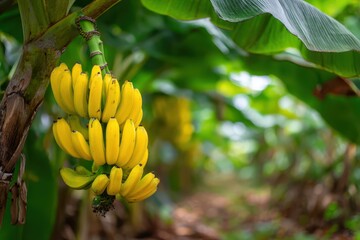 Banana tree scene in a tropical setting with a healthy fruit cluster and dense foliage