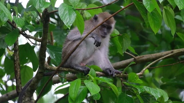 Monkey looking for food