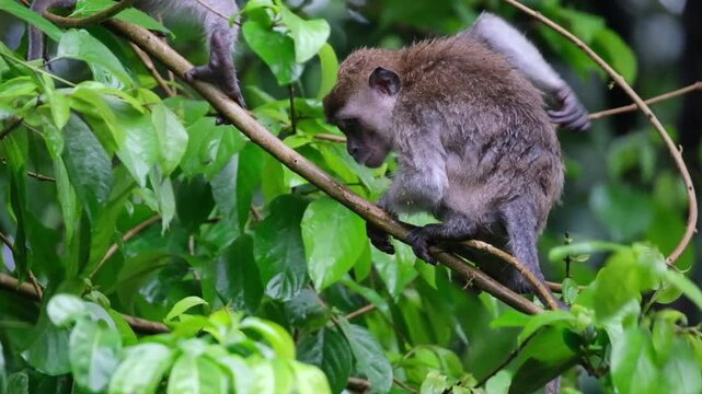 Monkey on branch