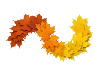 Autumn maple leaf garland in gradient colors isolated on transparent background