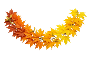 Autumn maple leaf garland in gradient colors isolated on transparent background