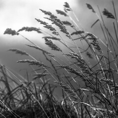 Wind-Swept Grain Stalks