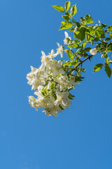 Philadelphus lewisii jasmine flowers on bush against blue sky background. Close-up. Selective focus. Amazingly natural composition. Natural flower landscape, fresh wallpaper