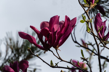 Vibrant deep pink Magnolia Susan (Magnolia liliiflora or Magnolia stellata) flowers blossoms on tree branch against blurred sky and greenery background. Nature concept for design