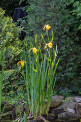 Lush garden scene with Yellow flower Iris pseudacorus (yellow flag, yellow iris), lgrowing on shore pond. Dense greenery and coniferous shrubs surround space, creating natural, serene atmosphere.