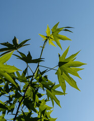 Bright green leaves of sweet gum (Liquidambar styraciflua) basking in sun against cloudless blue sky. Close-up. Selective focus. Concept of nature for design