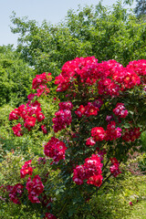 Vibrant cluster of deep red roses Dortmund Roses in full bloom, surrounded by lush green foliage, creating striking contrast in sunlit garden. Selective focus. Nature concept for design.