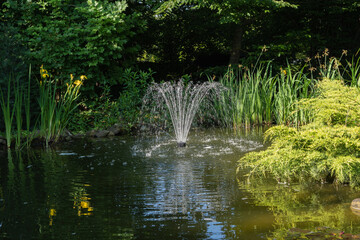 Tranquil garden pond surrounded by lush greenery. Cascading fountain flows in center of pond, while tall plants and yellow Iris pseudacorus (yellow flag, yellow iris) flowers create natural atmosphere